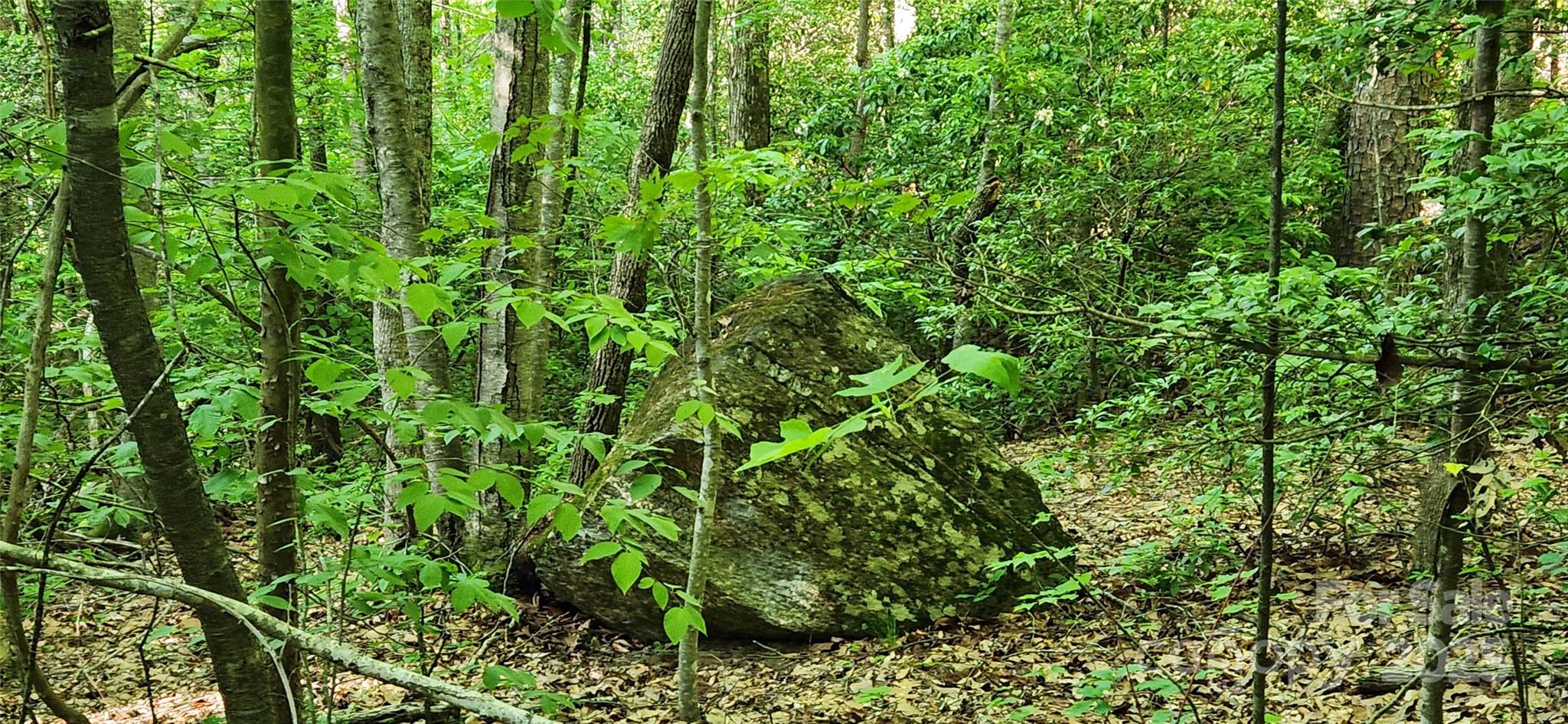 0 Buffalo Creek Road, Unit 74 Lake Lure, NC 28746 - Photo 19 of 29 a view of a lush green forest