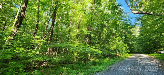 a view of a lush green forest