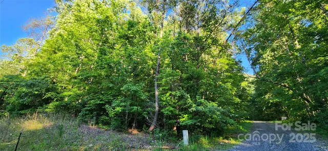 a view of a forest with a tree