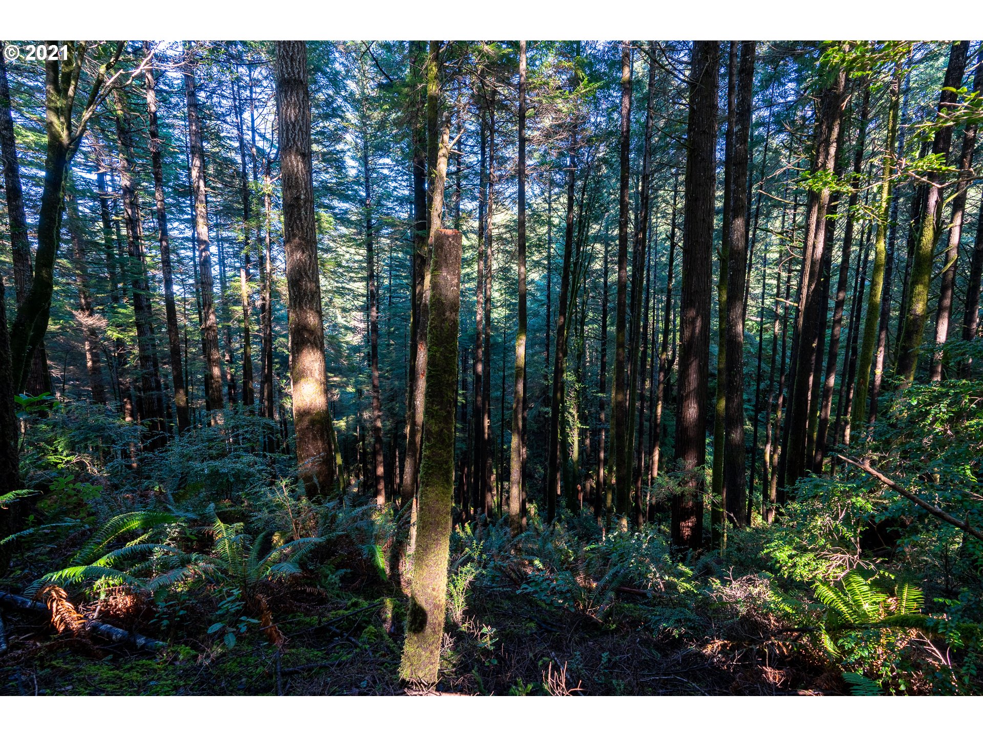 93335 Hubbard Creek Road Port Orford, OR 97465 - Photo 27 of 32 Gallery Image 27
