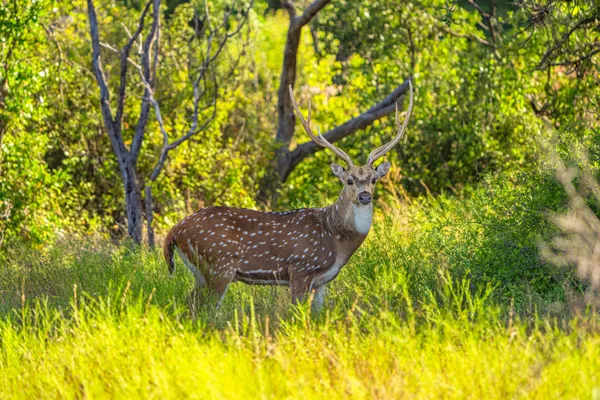 an aerial view of houses covered in trees