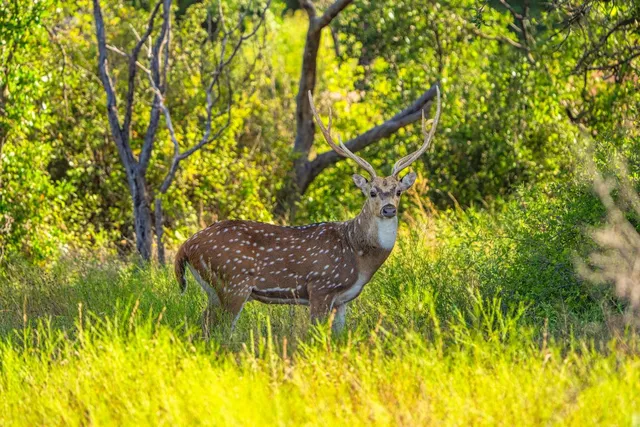 a view of a yard with large trees