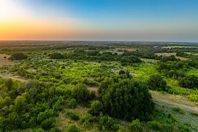a view of a yard with plants and large trees