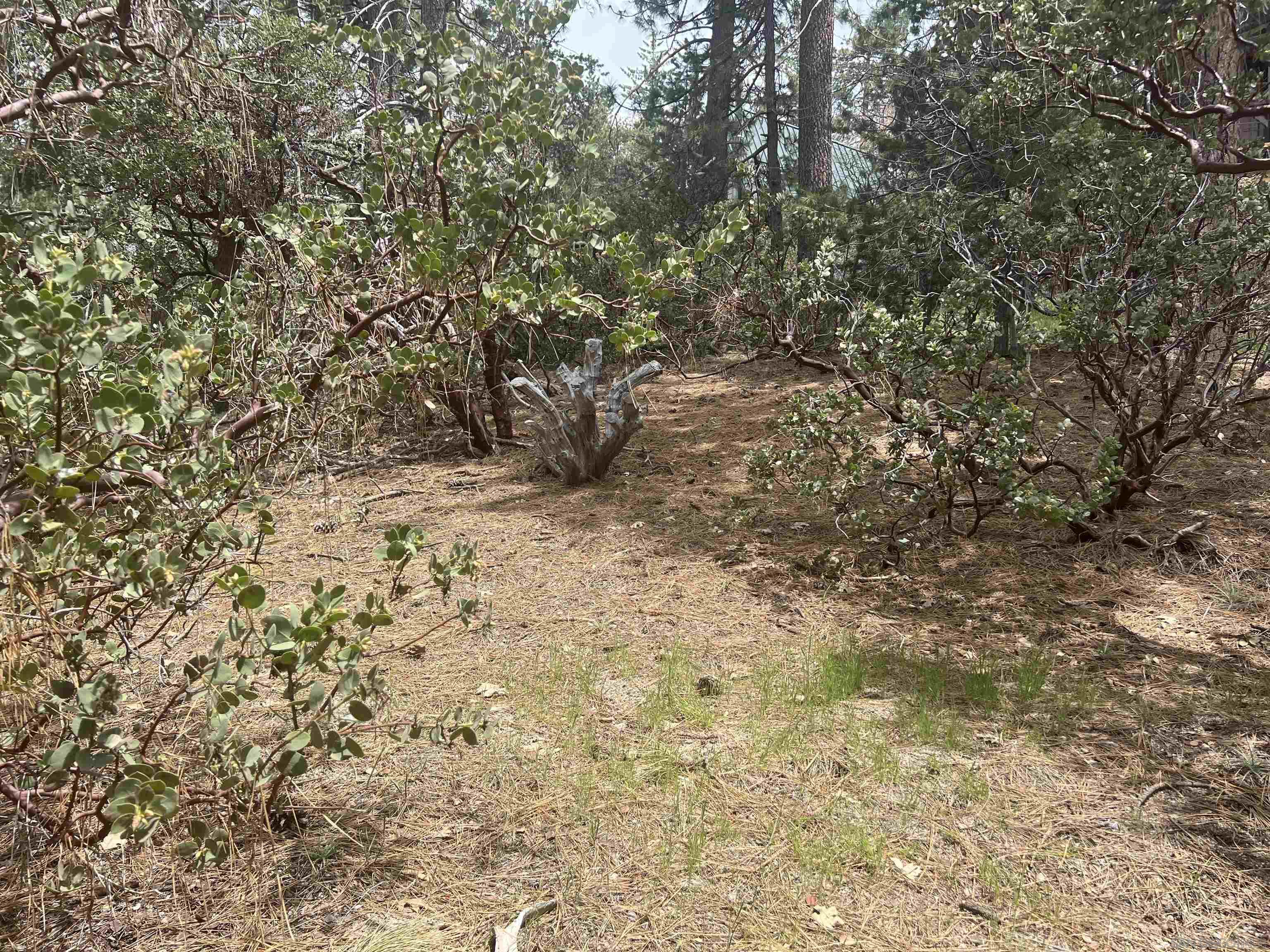 0 Logan Creek Road Idyllwild, CA 92549 - Photo 3 of 38 a view of a yard with a tree