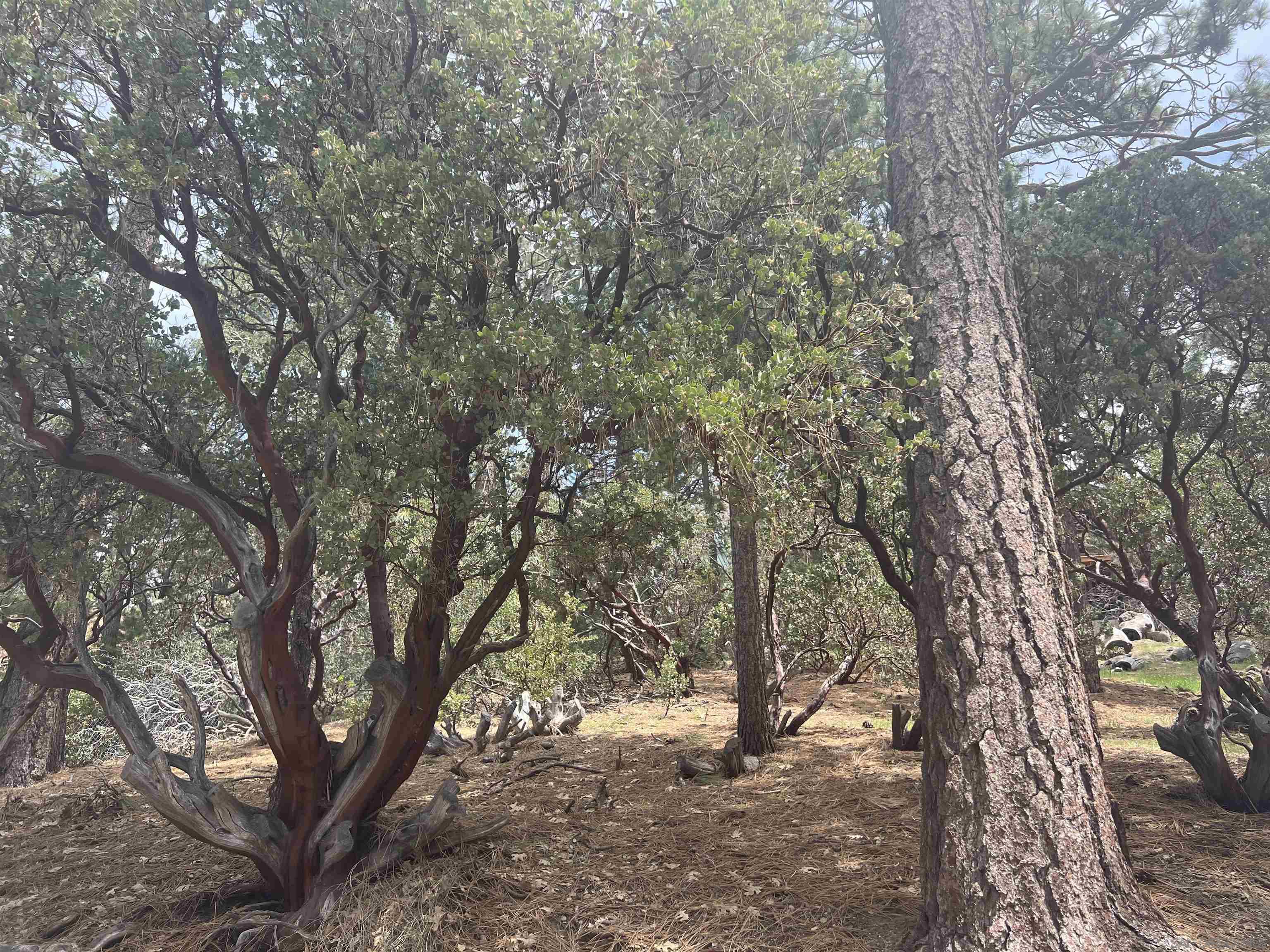 0 Logan Creek Road Idyllwild, CA 92549 - Photo 36 of 38 a view of a forest with trees