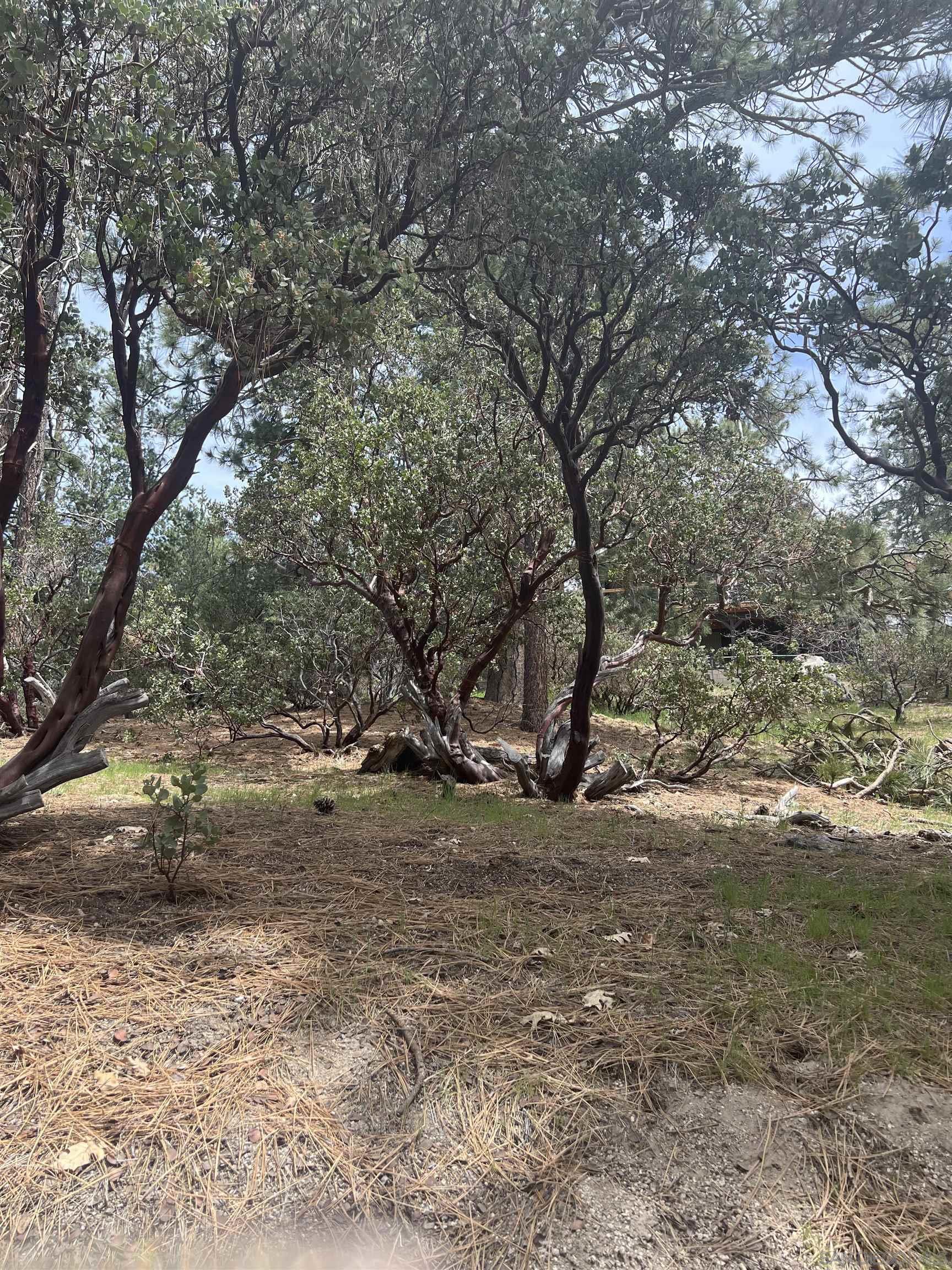 0 Logan Creek Road Idyllwild, CA 92549 - Photo 37 of 38 a view of a tree in the middle of a yard