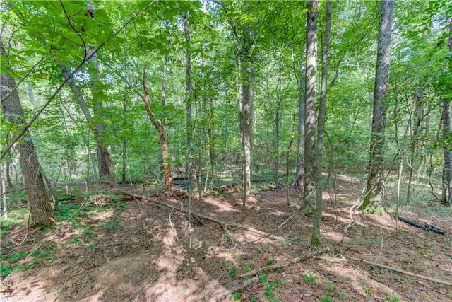 a view of a forest with trees in the background