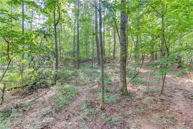 a view of a forest that has large trees