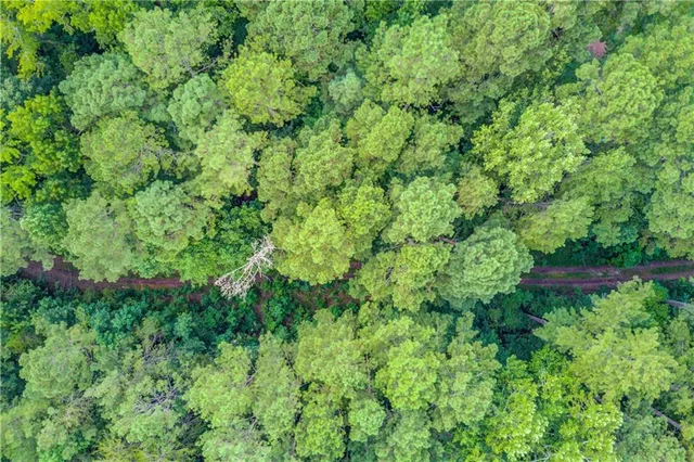 a view of a lush green forest with lots of trees
