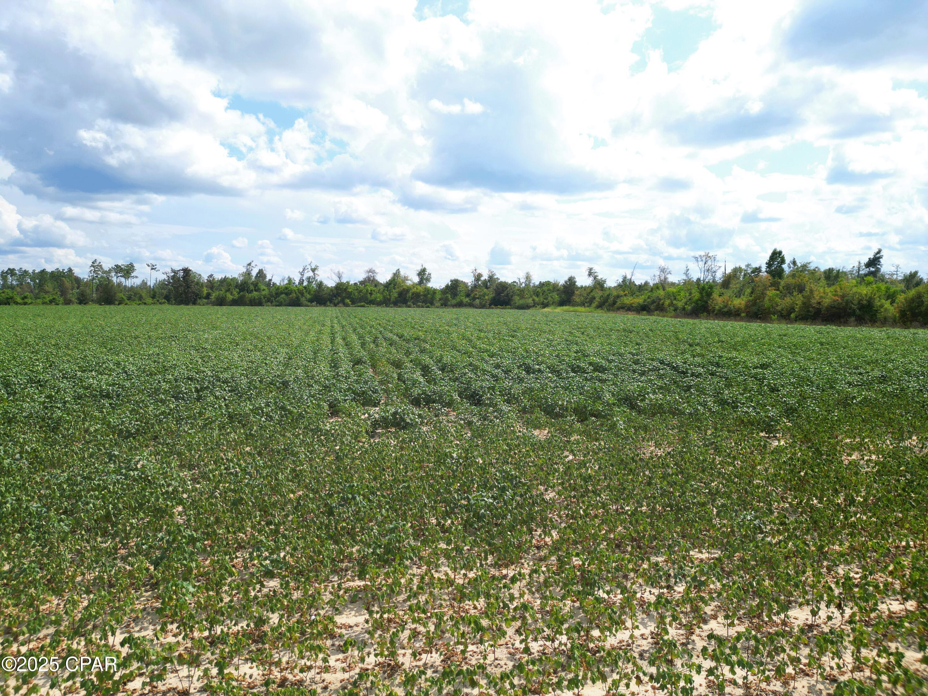 Tbd Northwest Ashley Shiver Road Northwest Altha, FL 32421 - Photo 5 of 11 Gallery Image 5