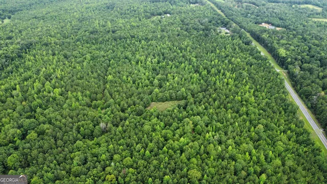 a view of a lush green forest