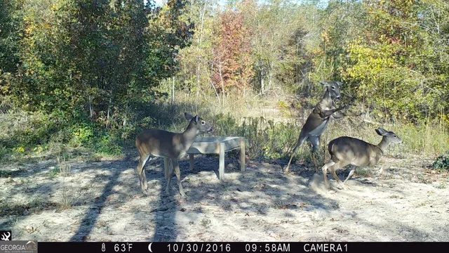 a view of a yard with a trees