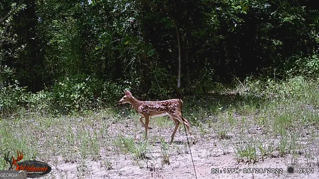 $275,000 | 0 State Route 240 Road, Oglethorpe, GA 31041