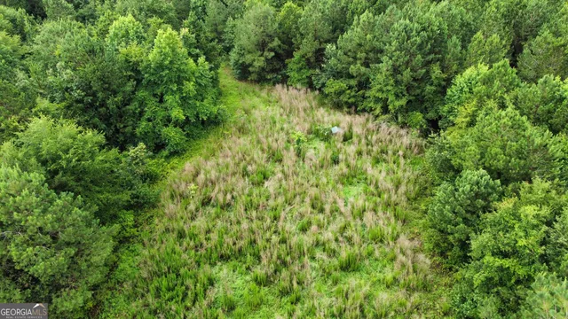 a view of a lush green space
