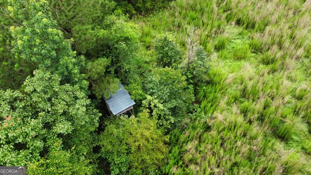 a view of a lush green forest