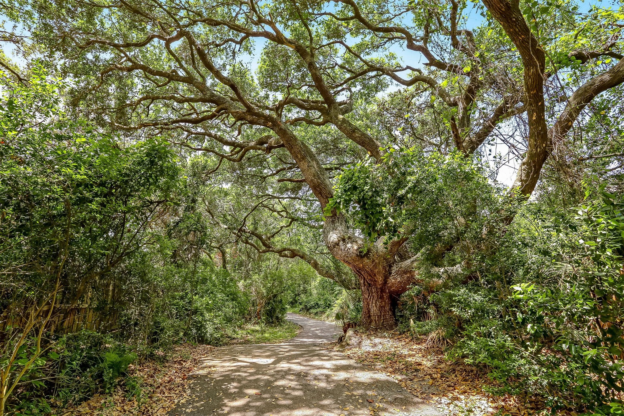 95049 Summer Crossing Road, Unit 1502 Fernandina Beach, FL 32034 - Photo 51 of 61 a view of a forest with trees