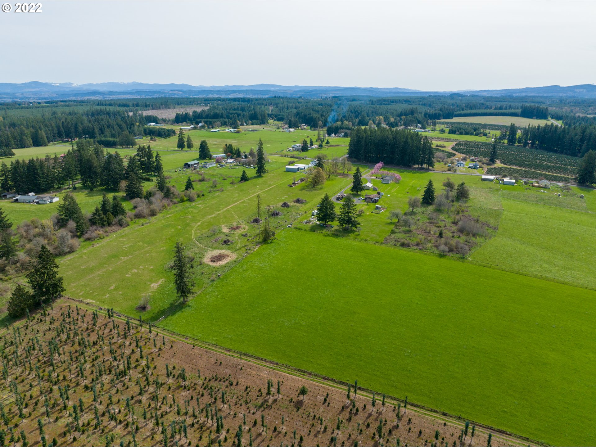 Ferrier Road Winlock, WA 98596 - Photo 3 of 24 a view of a lush green forest with lots of trees