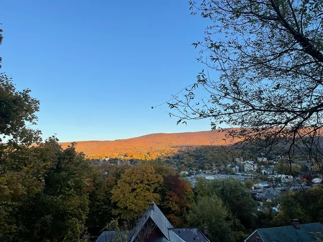 a view of a forest with a mountain in the background
