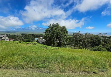 a view of a lush green space