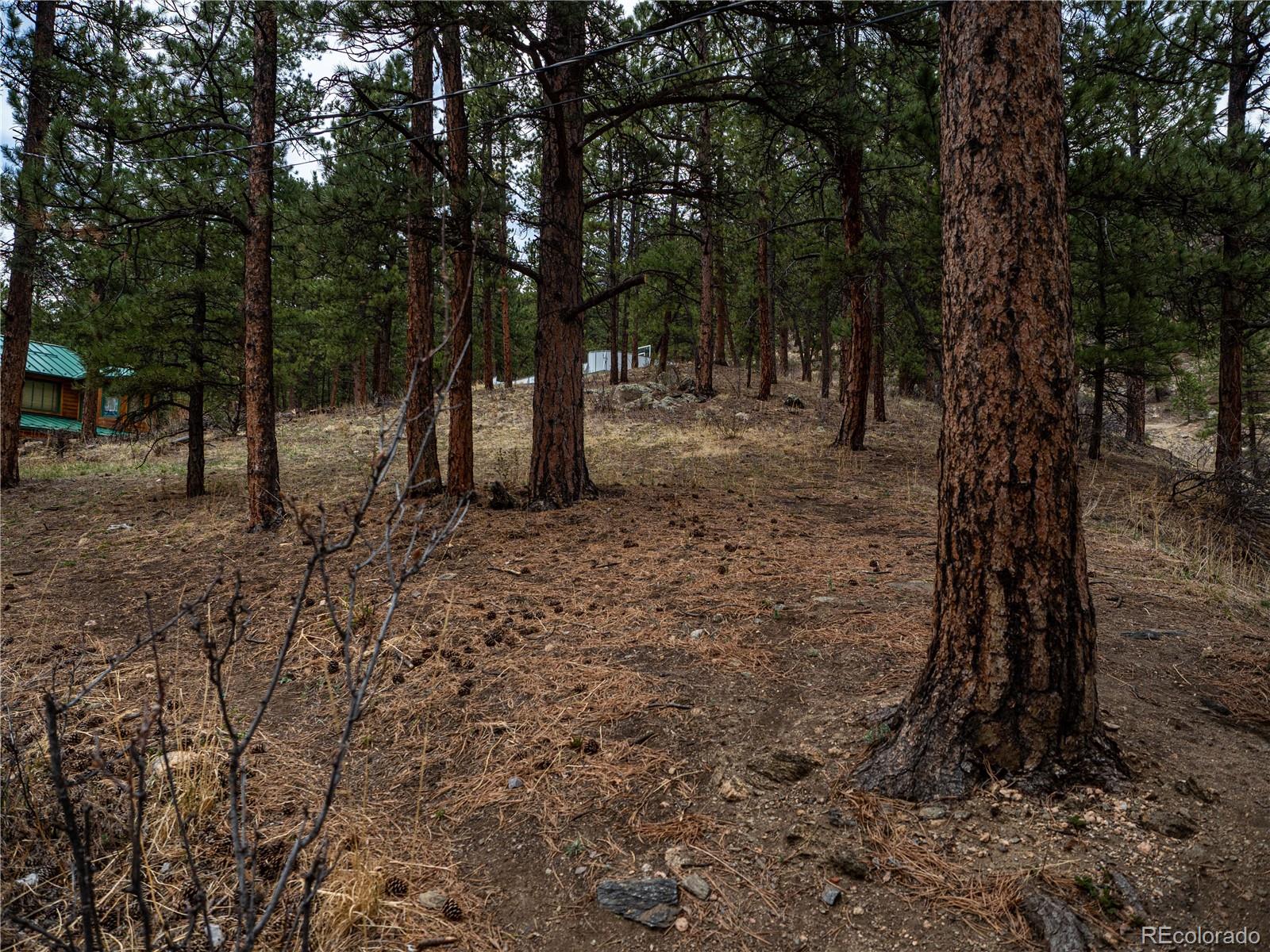 470 Mesa Drive Evergreen, CO 80439 - Photo 11 of 28 a view of a forest with trees in the background