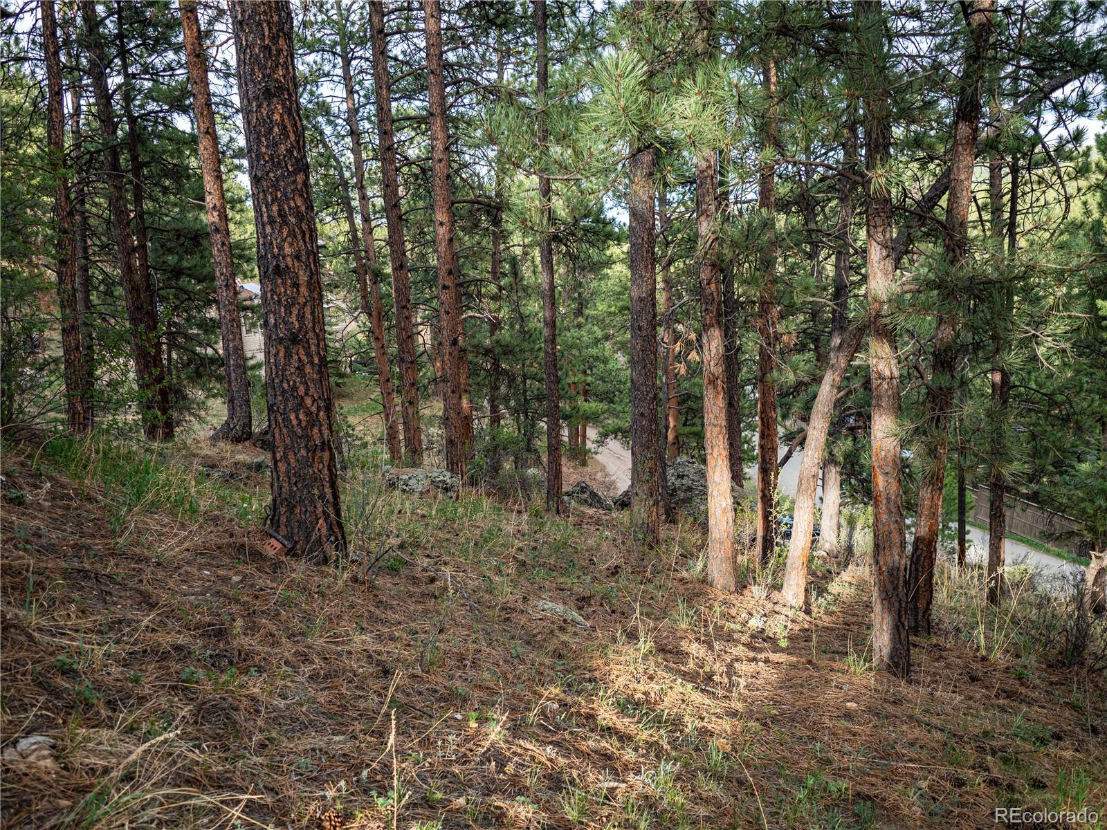 470 Mesa Drive Evergreen, CO 80439 - Photo 26 of 28 a view of a forest with trees in the background