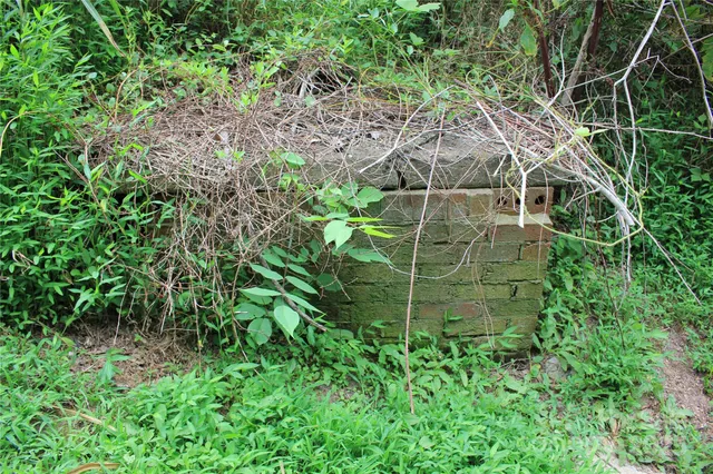 a view of a plant in a garden