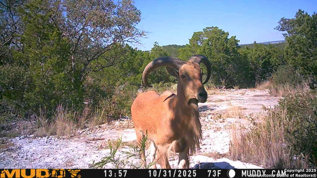 635 Rocksprings Tx 78880 Rocksprings, TX 78880 - Photo 12 of 17 a backyard of a house with lots of green space