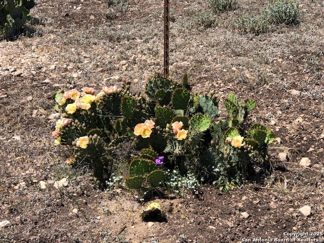 635 Rocksprings Tx 78880 Rocksprings, TX 78880 - Photo 7 of 17 a picture of tree