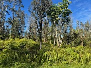 335 Forest Road Pahoa, HI 96778 - Photo 3 of 6 Gallery Image 3