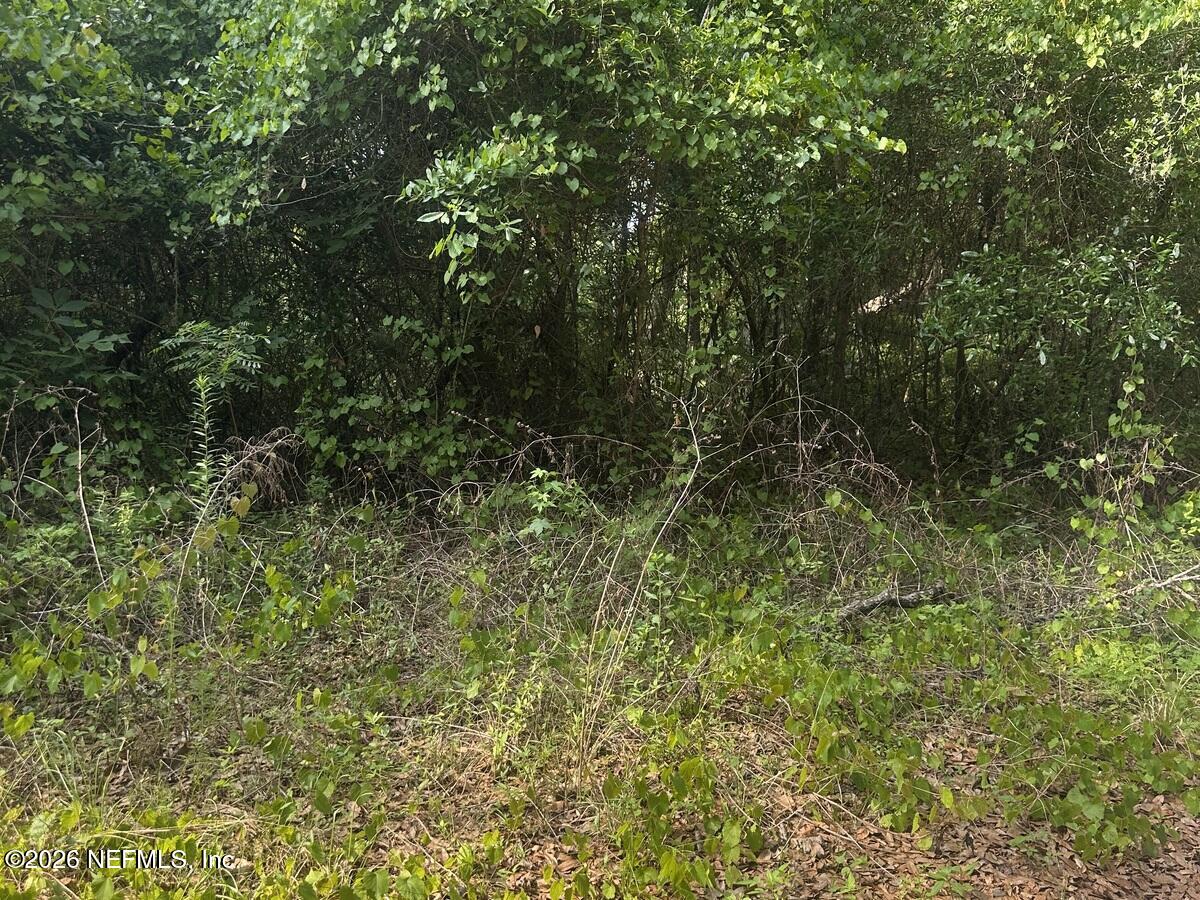 108 Ridgeline Avenue Satsuma, FL 32189 - Photo 7 of 10 a view of a lush green forest