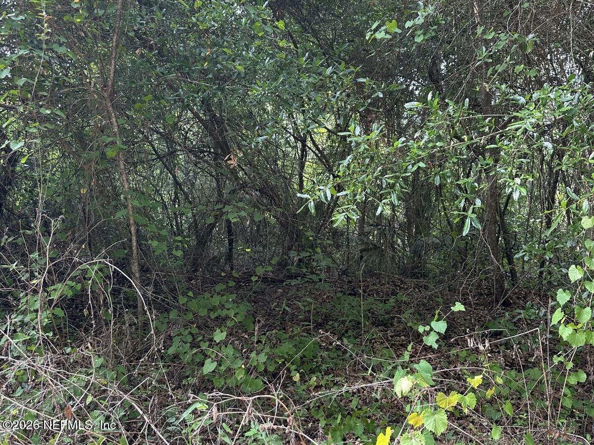 108 Ridgeline Avenue Satsuma, FL 32189 - Photo 8 of 10 a view of a forest with trees
