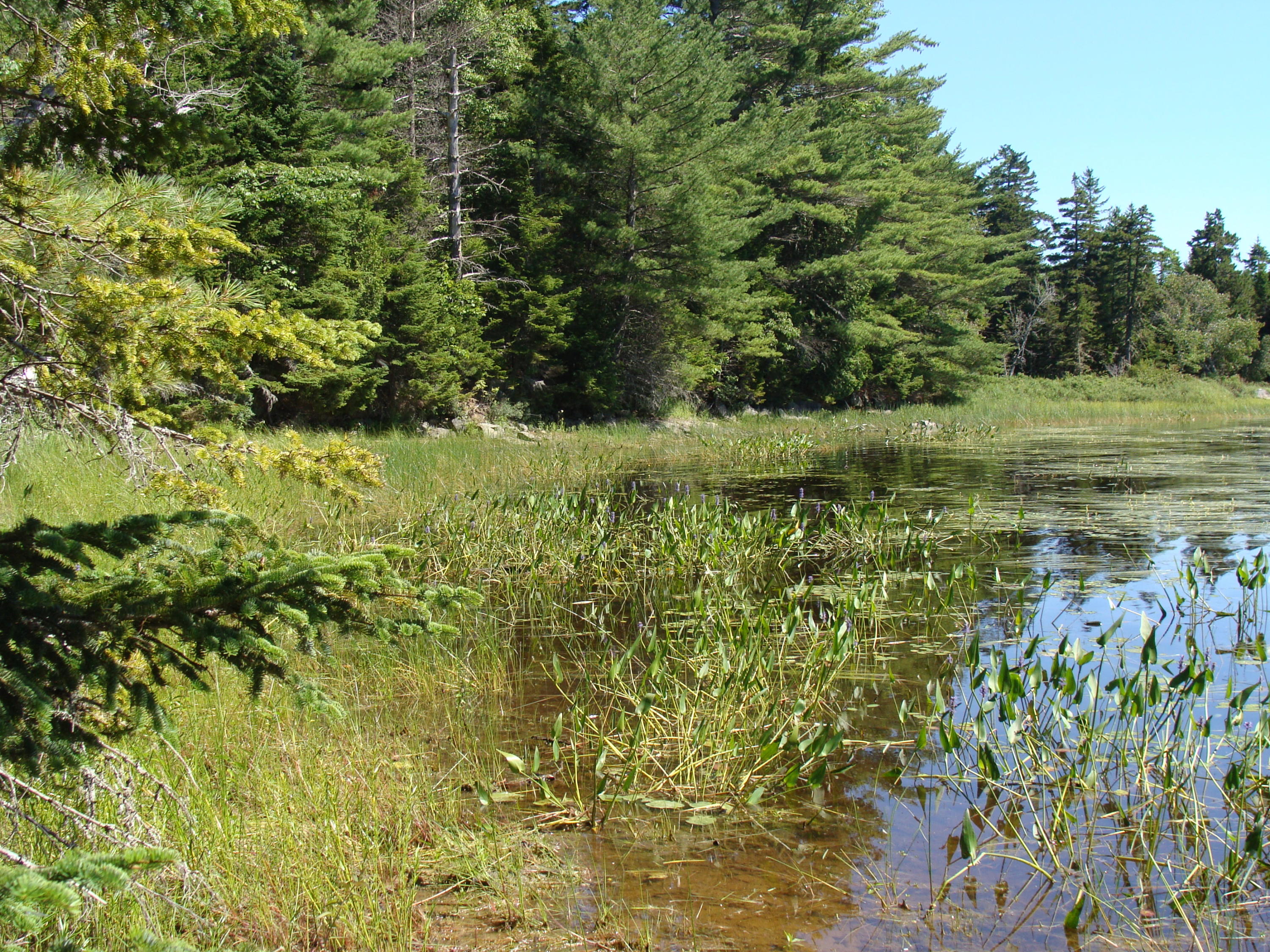 0 Stagecoach Road Dennysville, ME 04628 - Photo 3 of 7 DSC05099