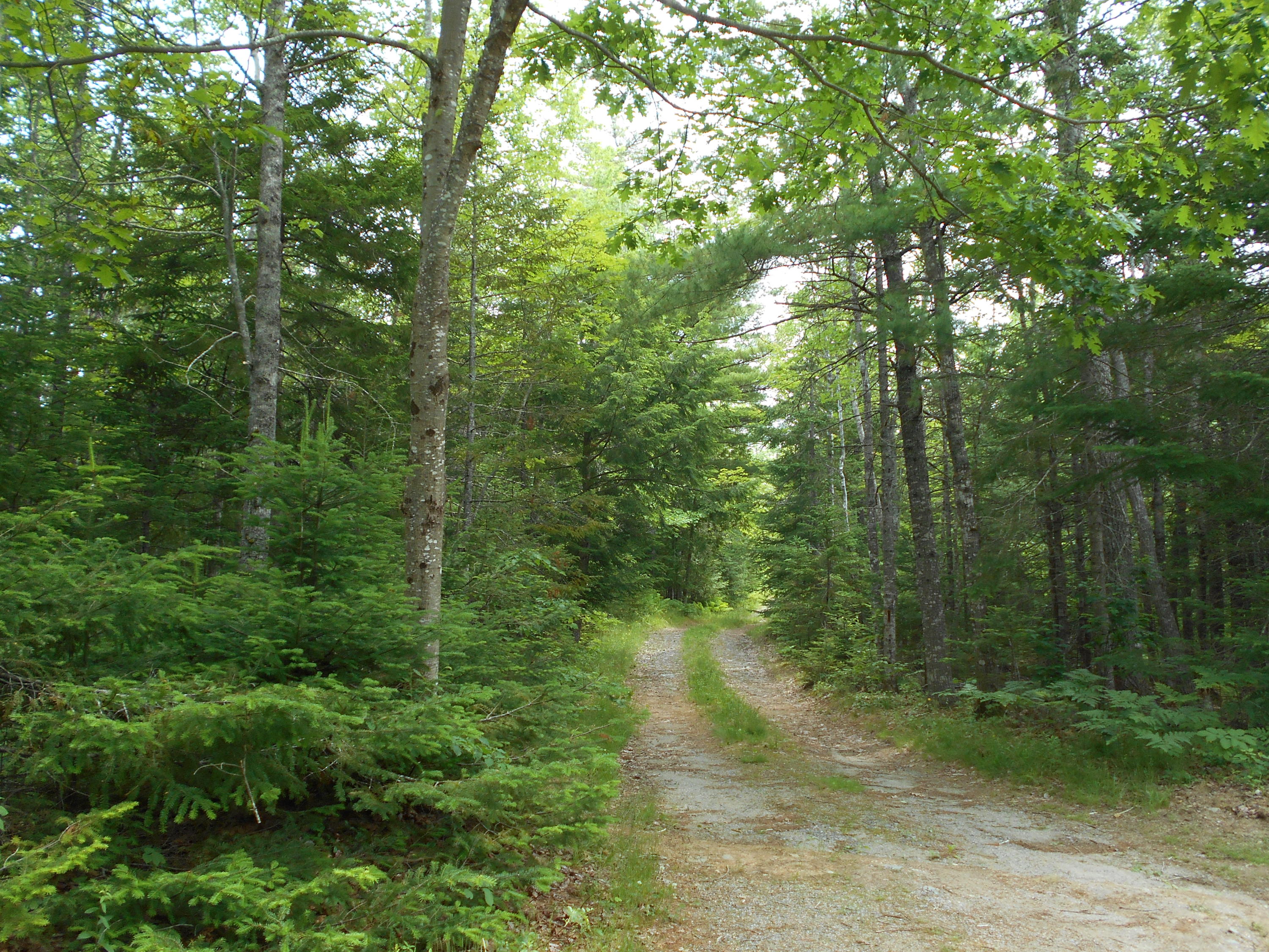 43 Mine Road Columbia Falls, ME 04623 - Photo 7 of 33 DSCN3248