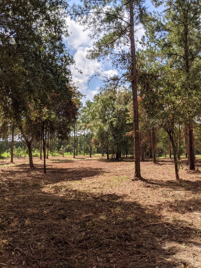 509 Lucy Grade Road Dothan, AL 36301 - Photo 6 of 19