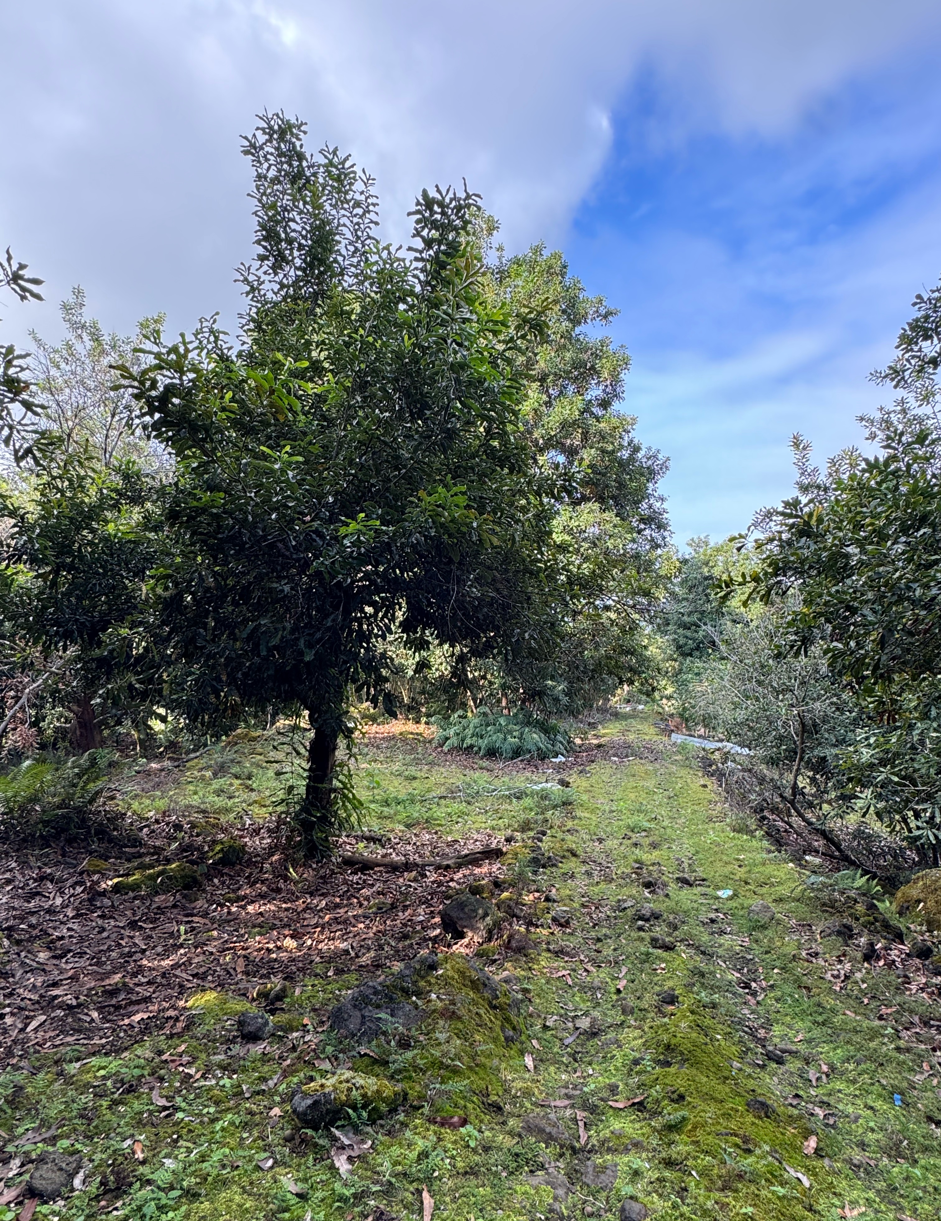 84-5052 Hawaii Belt Road Captain Cook, HI 96704 - Photo 2 of 4 a big yard with lots of green space and plants