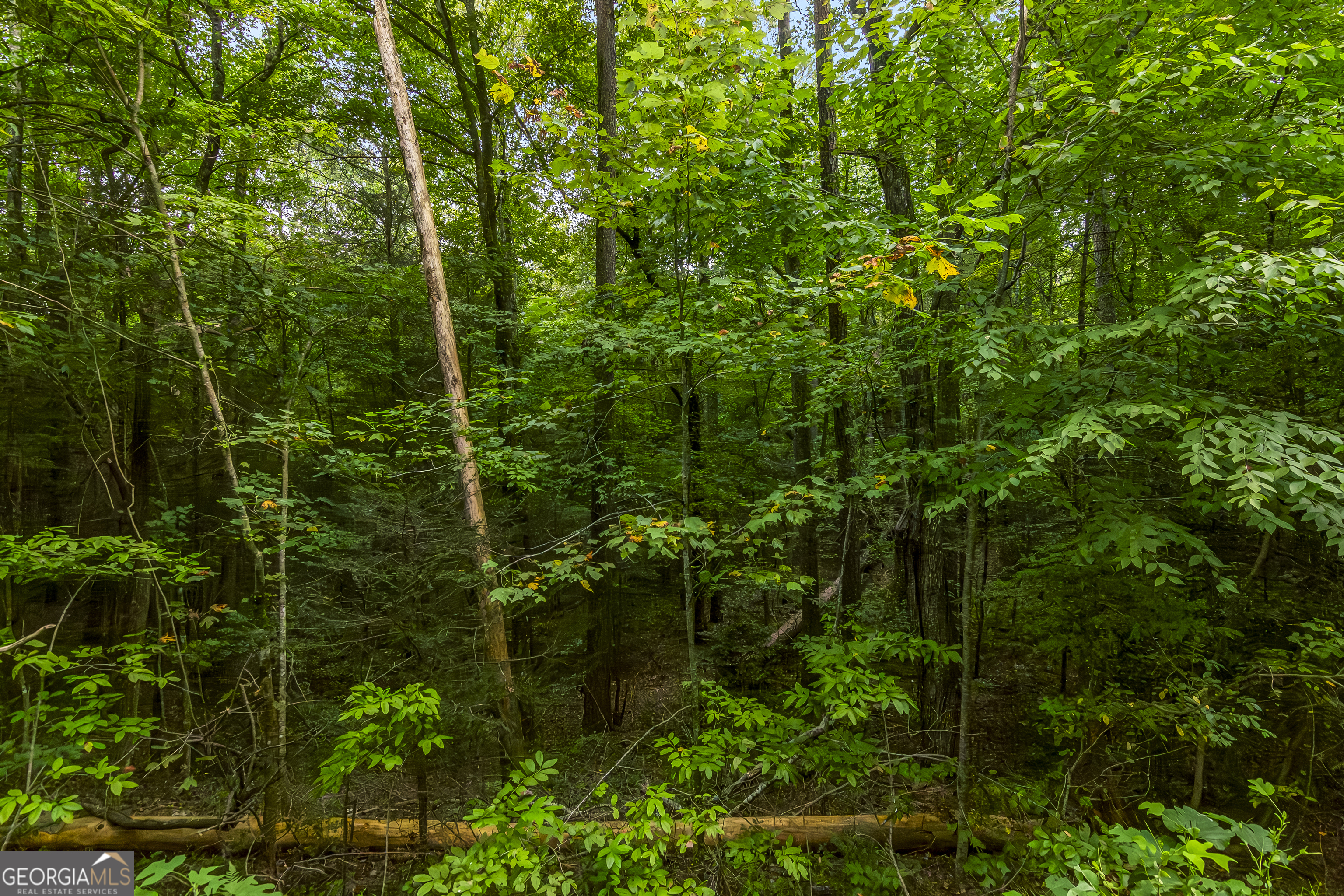 a view of a forest with lots of trees