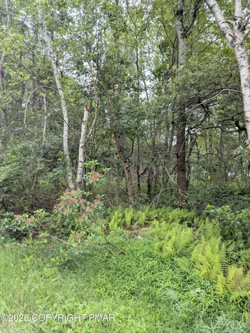 a view of a forest with trees in the background