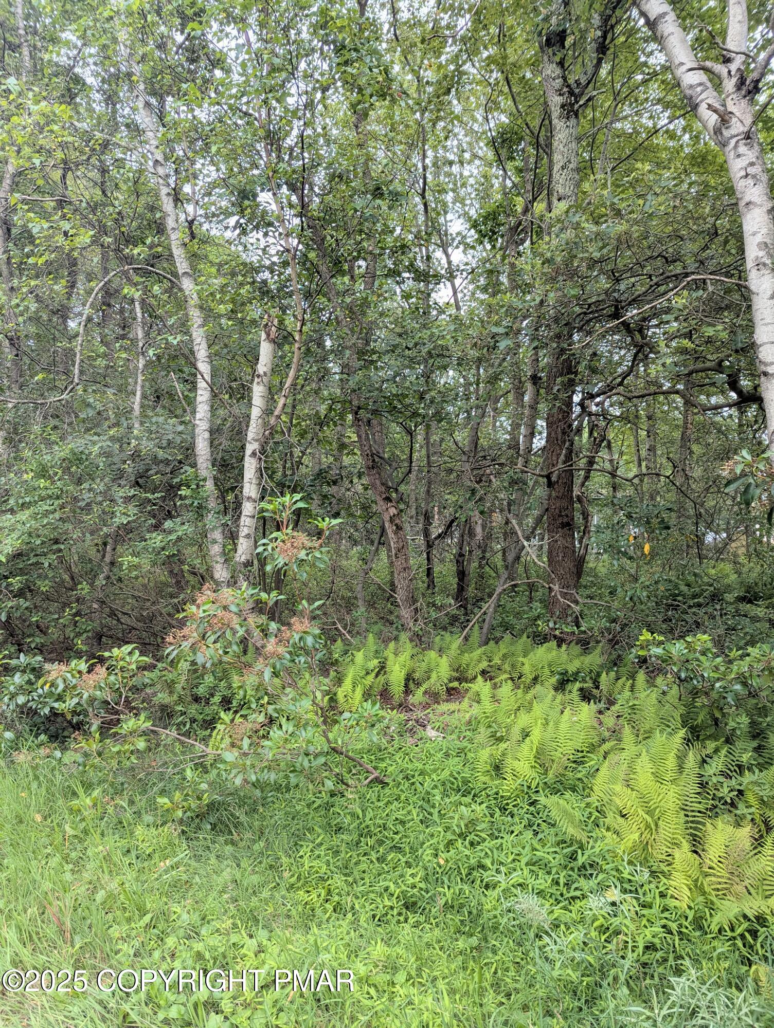 17 Birch Lane Scotrun, PA 18355 - Photo 5 of 13 a view of a forest with trees in the background