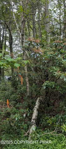 a view of a forest with a plant