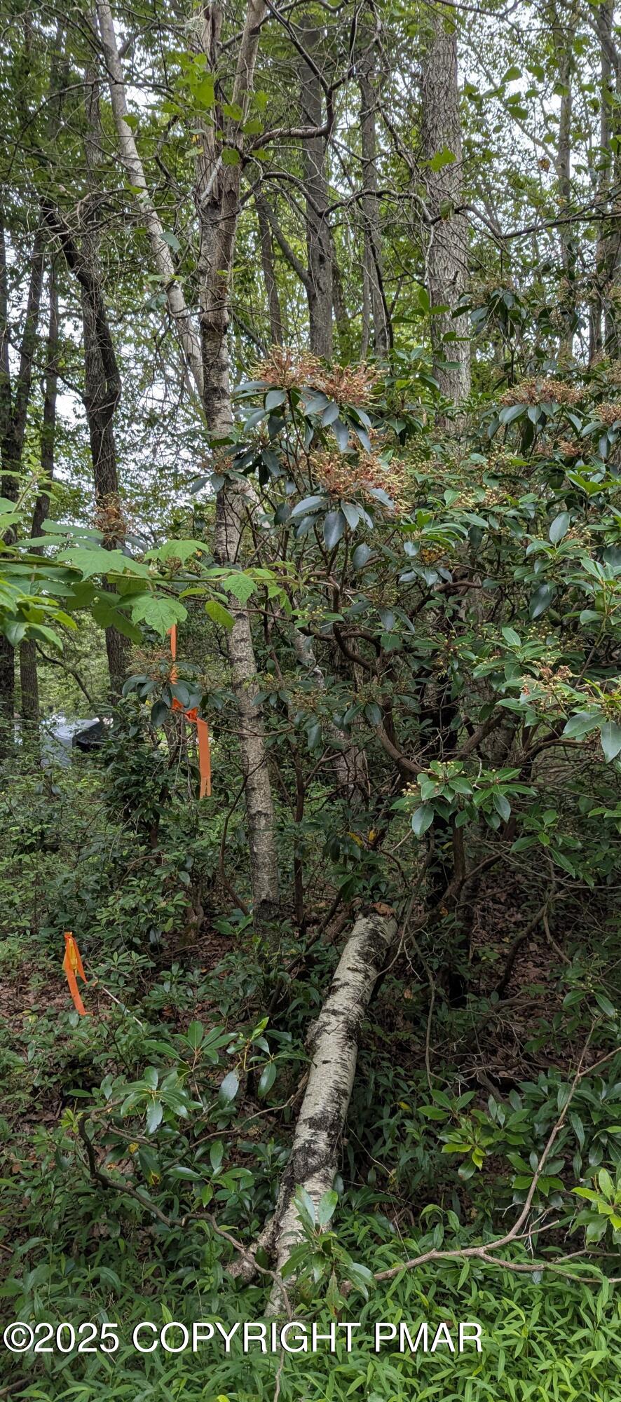 17 Birch Lane Scotrun, PA 18355 - Photo 7 of 13 a backyard of a house with lots of trees