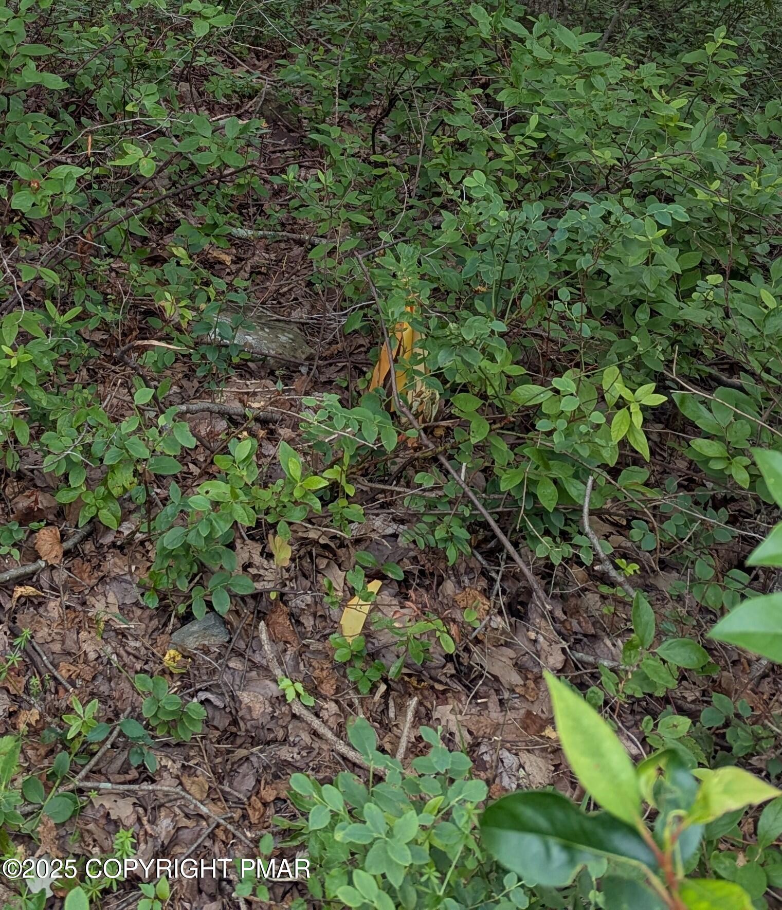 17 Birch Lane Scotrun, PA 18355 - Photo 8 of 13 a view of a forest with a plant