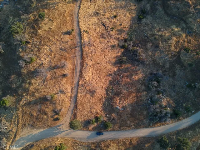a view of a forest with a tree
