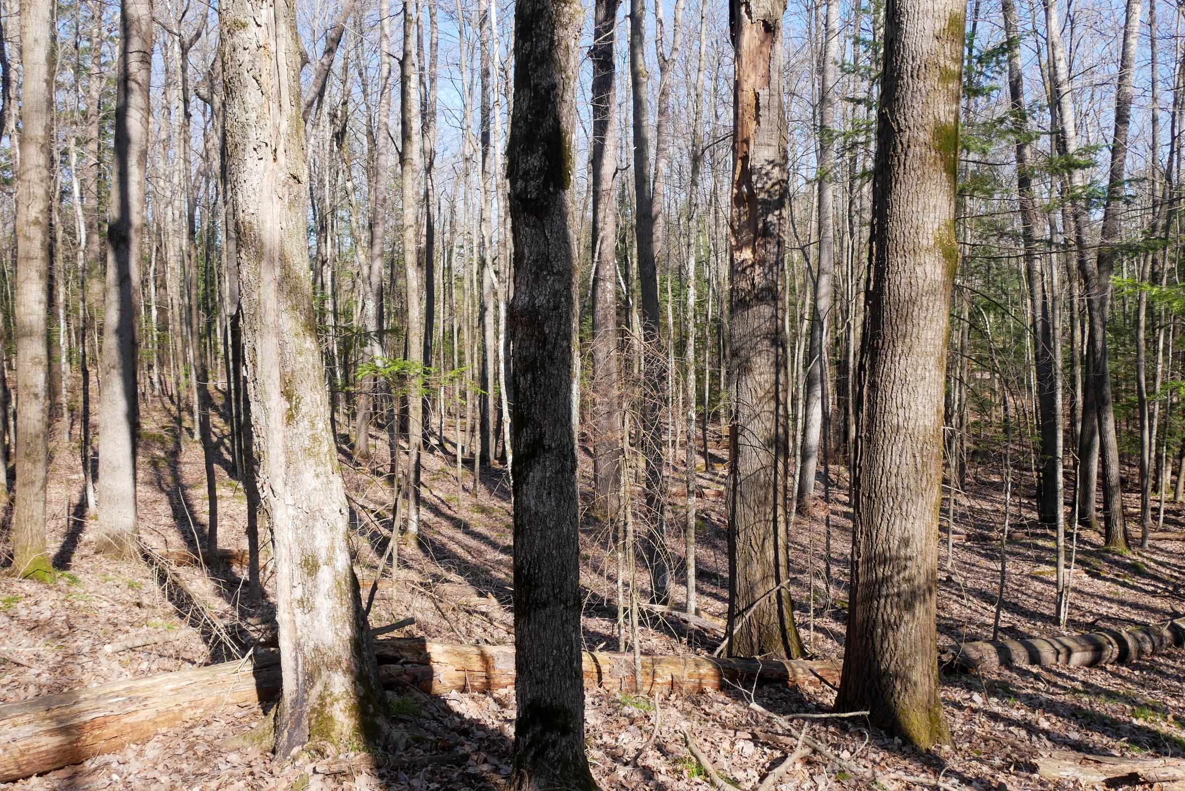 5-acres Salem Lake Road Medford, WI 54451 - Photo 7 of 10