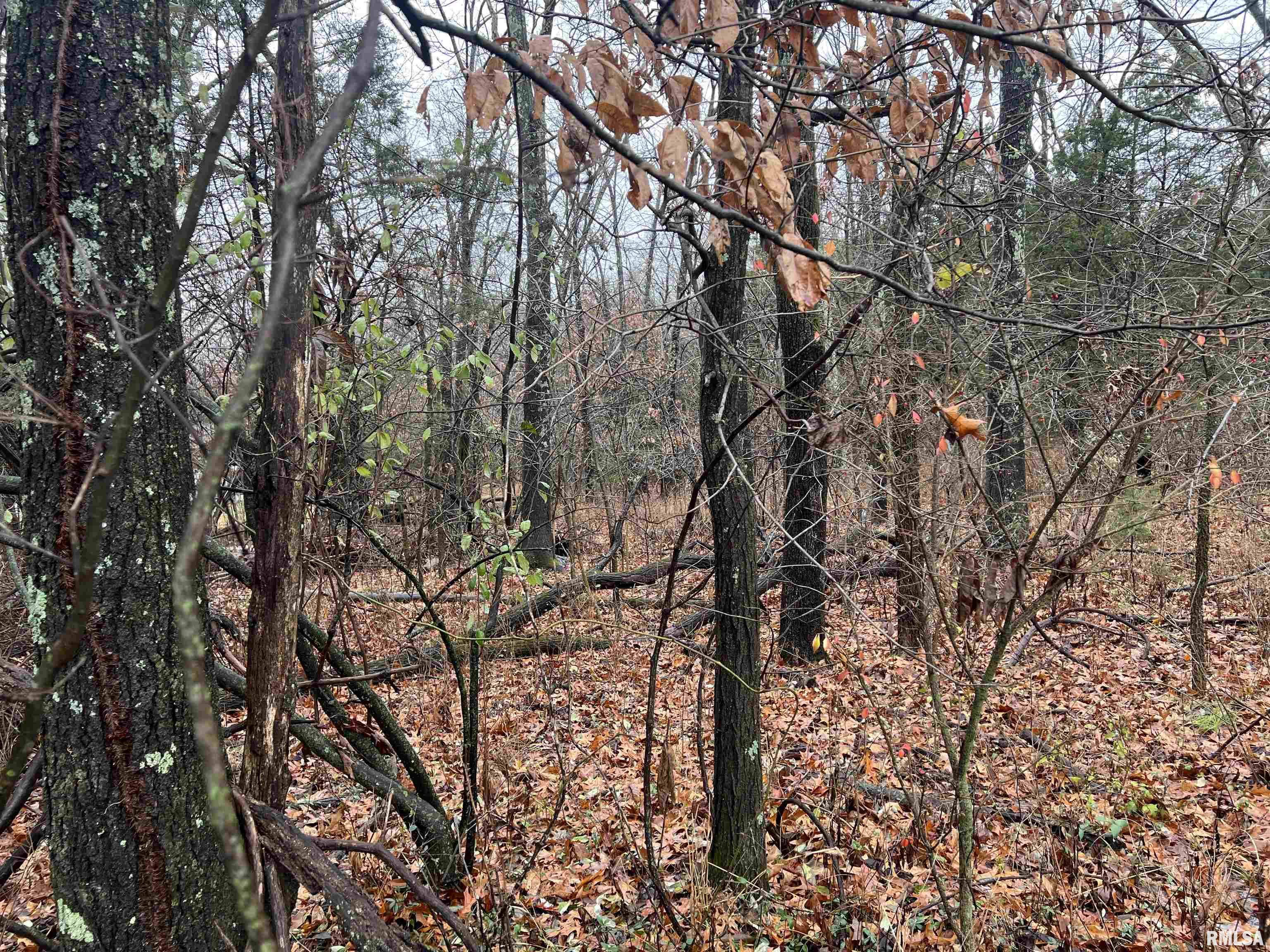 2975 Eagle Point Bay Road Goreville, IL 62939 - Photo 4 of 6