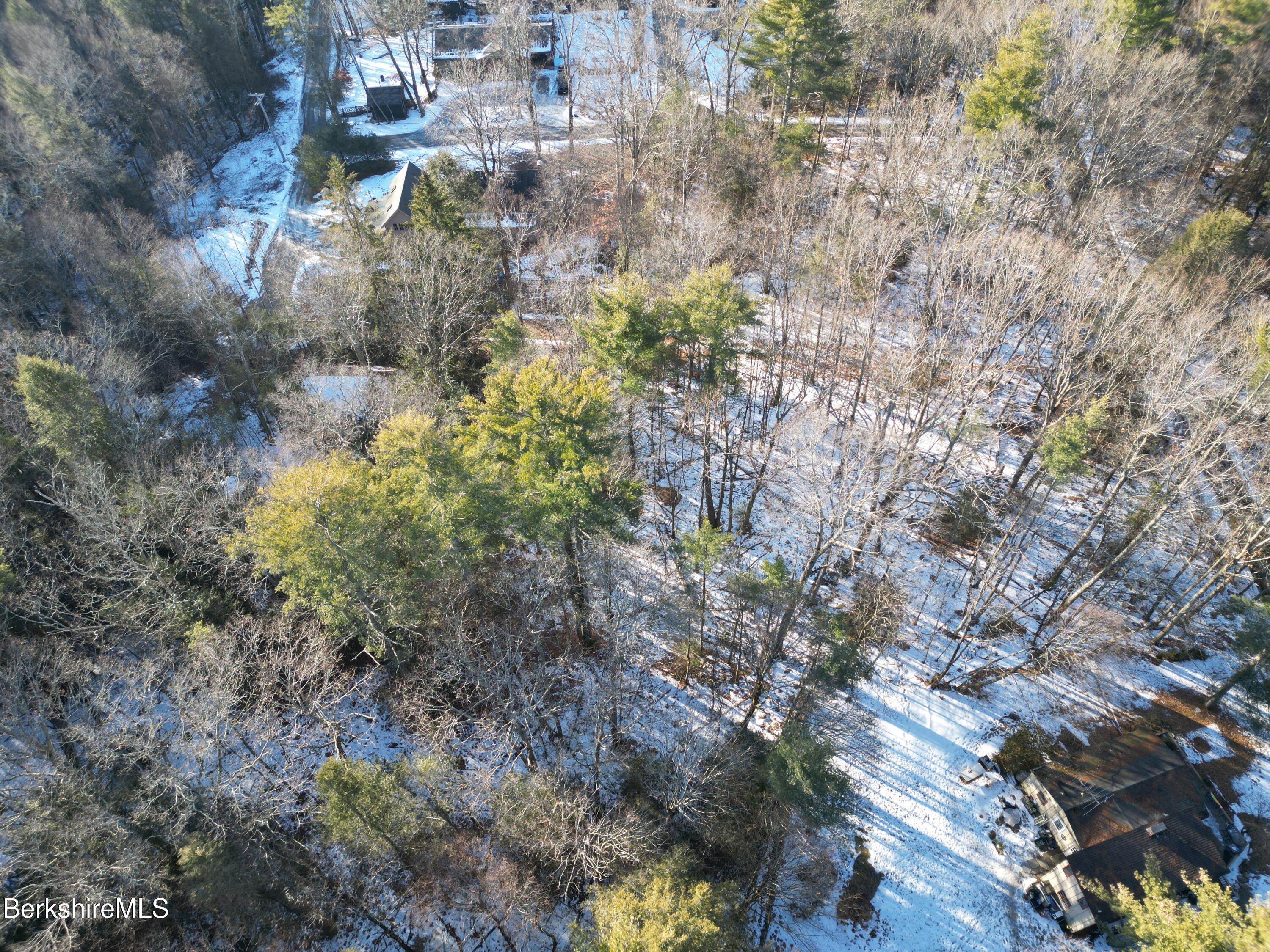 2 North Road Great Barrington, MA 01230 - Photo 2 of 11 a view of a plants in middle of forest