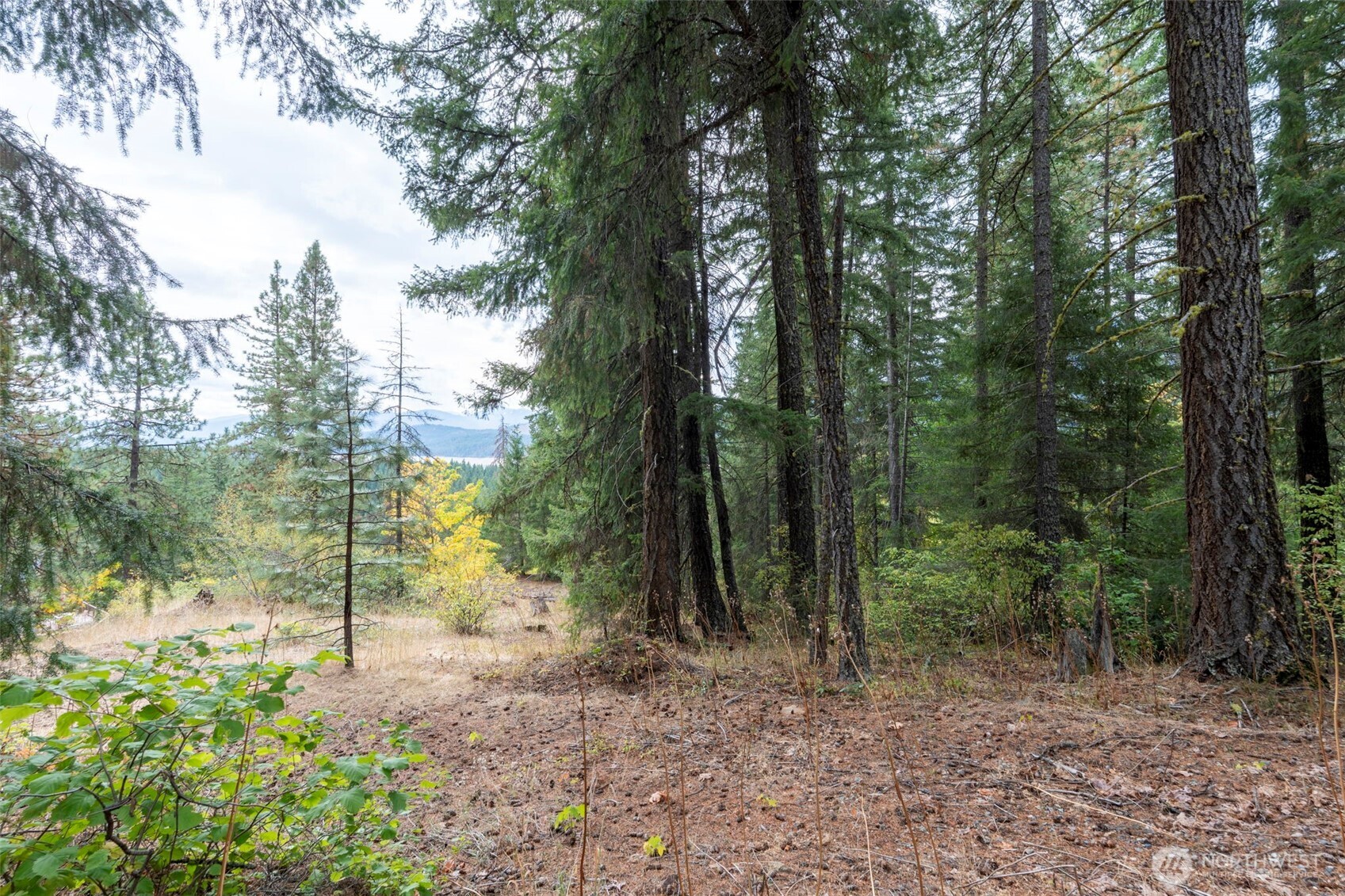 0 Boulder Lane Ronald, WA 98940 - Photo 12 of 15 a view of a forest