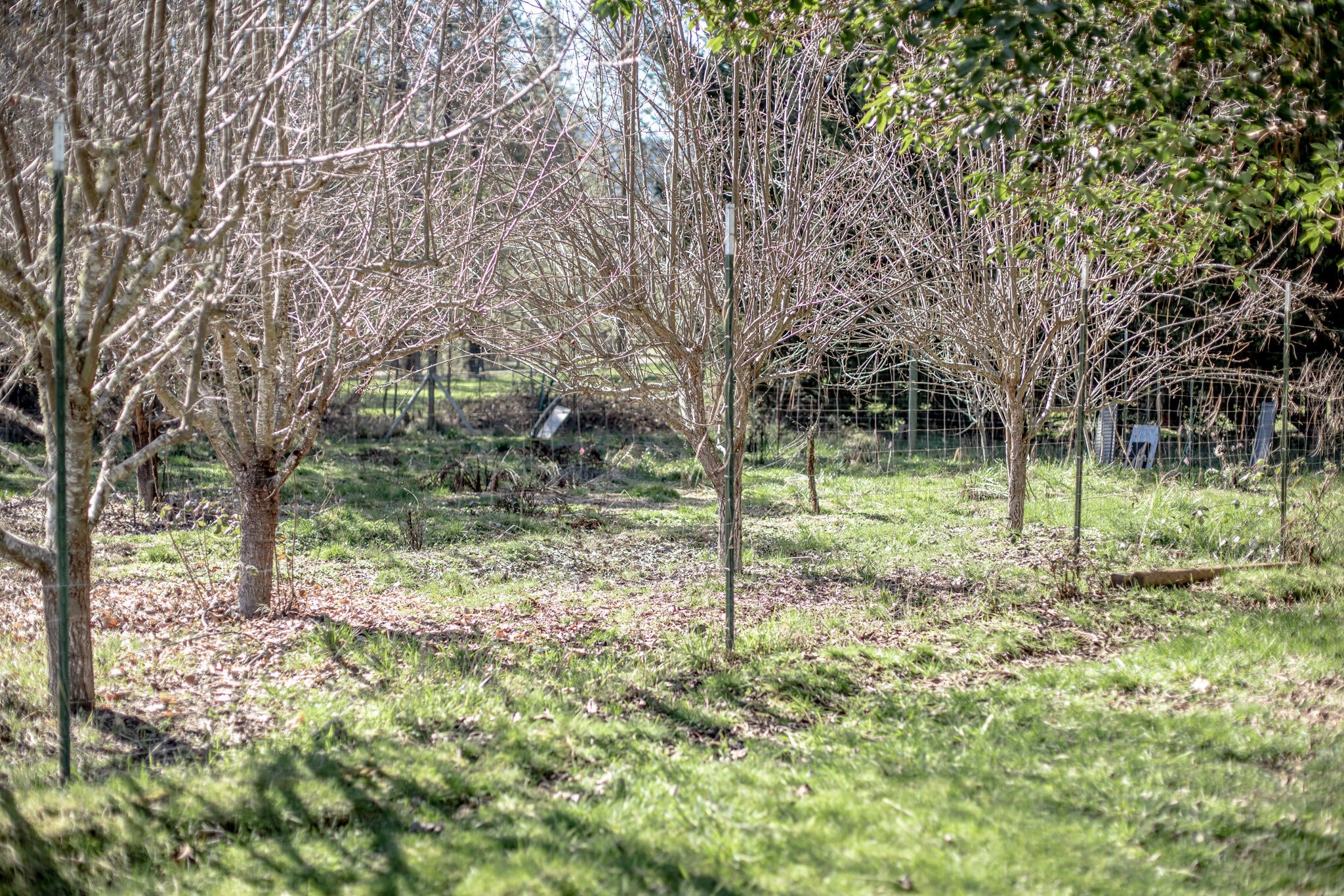 2074 Pine Grove Road Rogue River, OR 97537 - Photo 11 of 34 2H2A6552