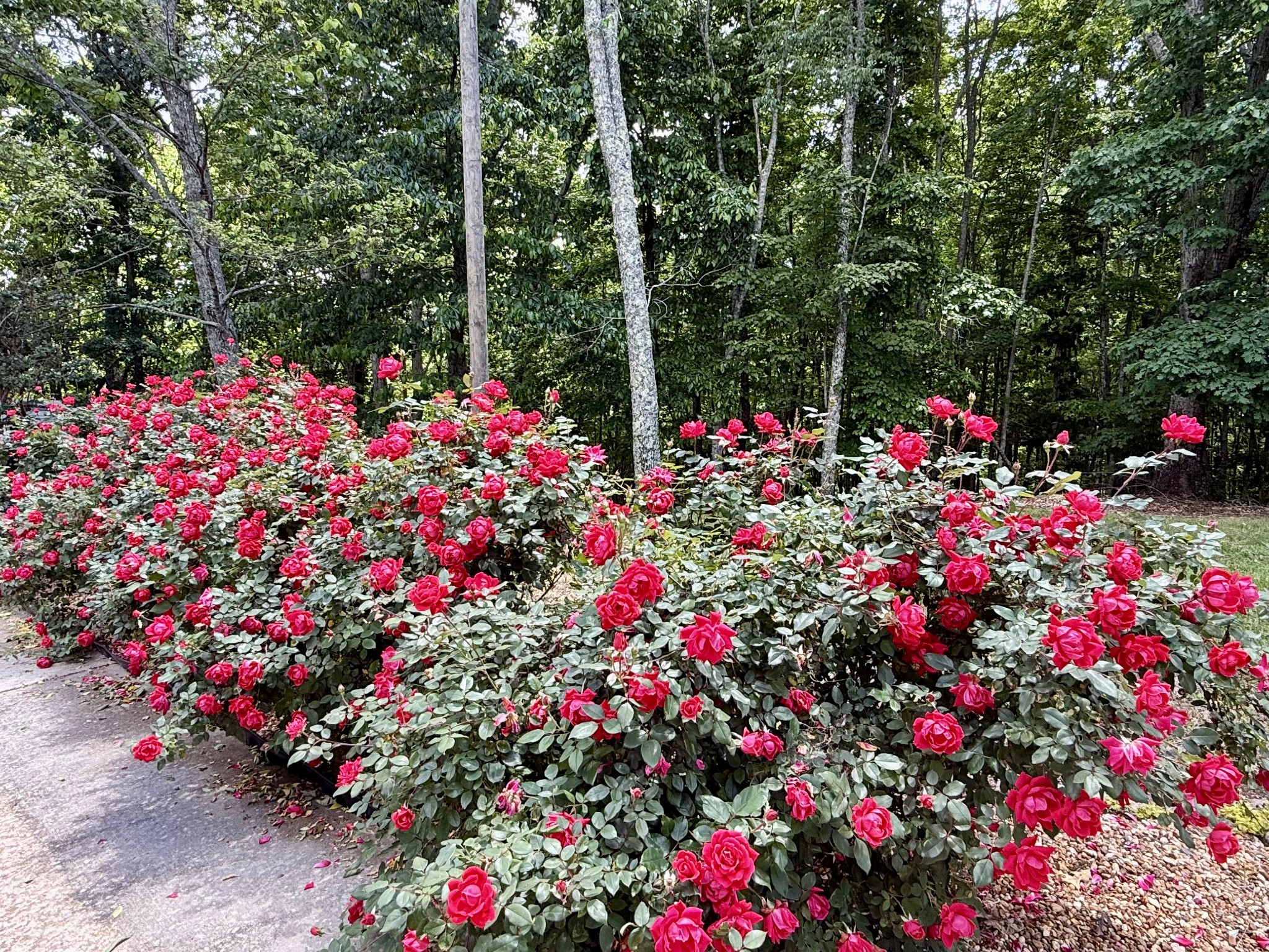460 Mate Allen Road Gainesboro, TN 38562 - Photo 45 of 49 a flower view