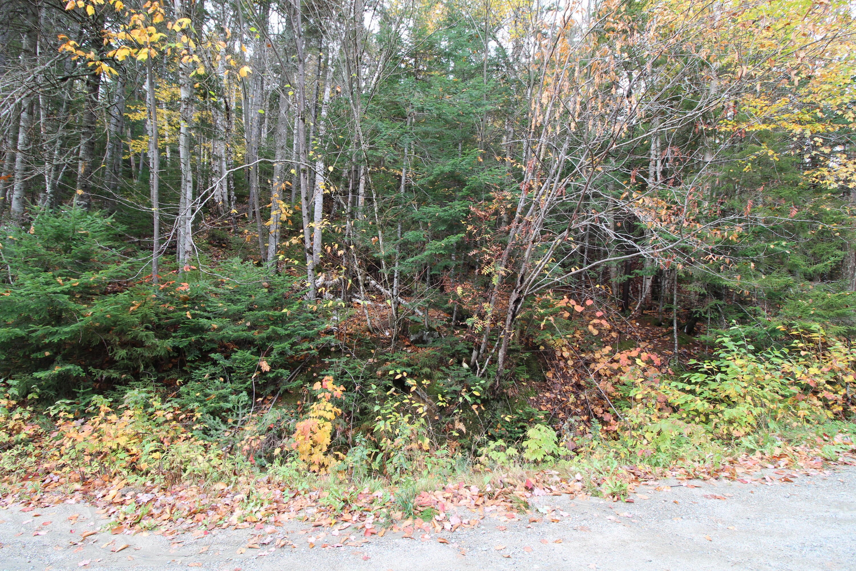 Lot 38 Edelheid Road Sandy River Plt, ME 04970 - Photo 2 of 6 IMG_2283