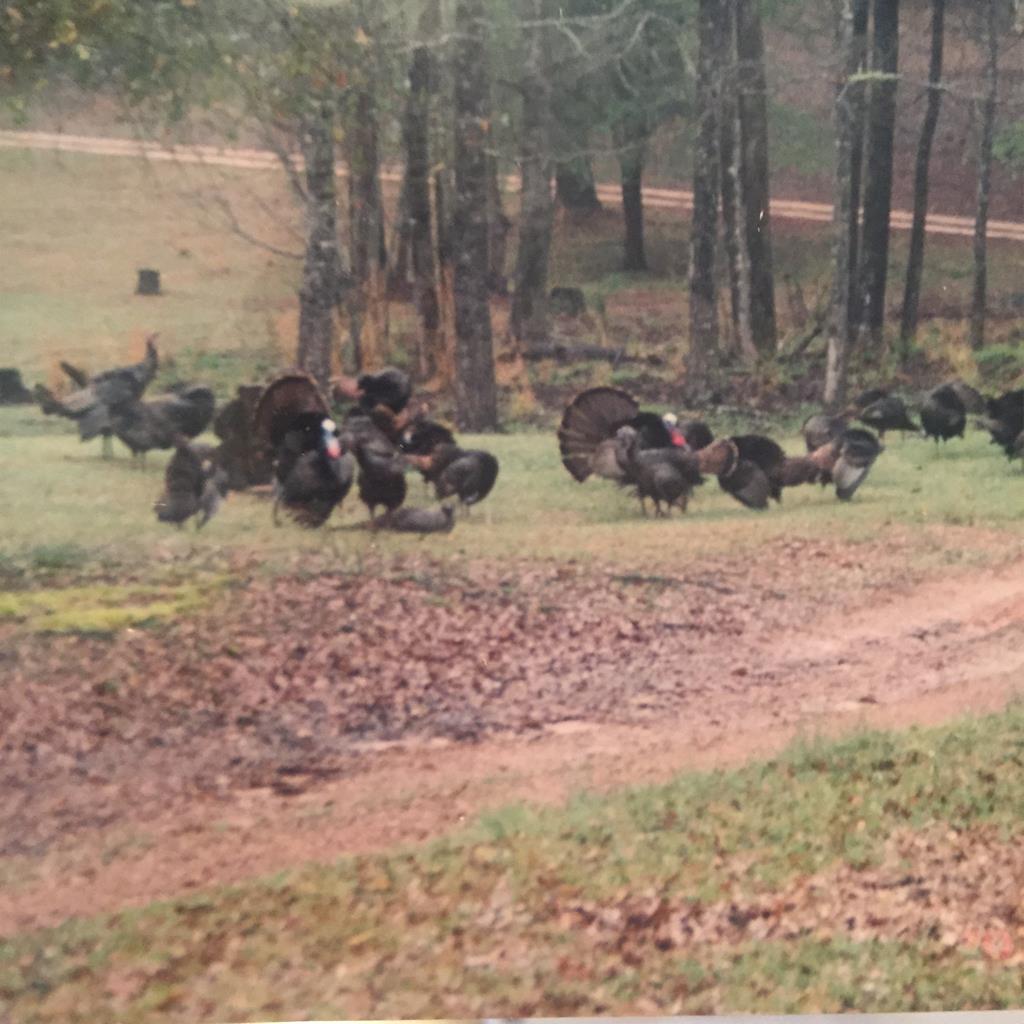 12 Pine Tree Road Eufaula, undefined 36027 - Photo 1 of 18 a view of a backyard of the house